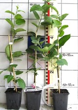 Malus "Butterball", weissblühender Zierapfel mit gelben auffallenden Früchten