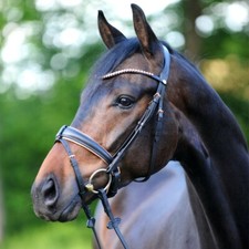 % Kavalkade Trense Rose - UVP