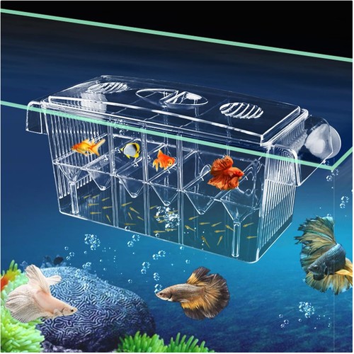 Aquarium ablaichkasten - aquarium,