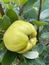 Ayva Süßquitte Krymsk