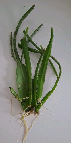 Lepismium bolivianum - , *
