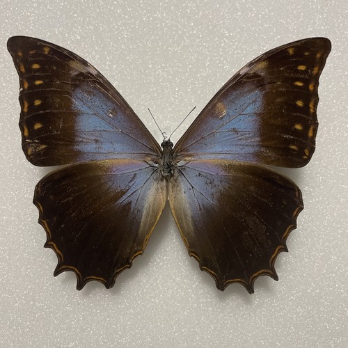 Entomologie morpho theseus - entomologie*morpho,