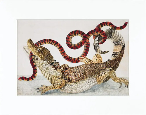 Gerahmter druck caiman - druck, |