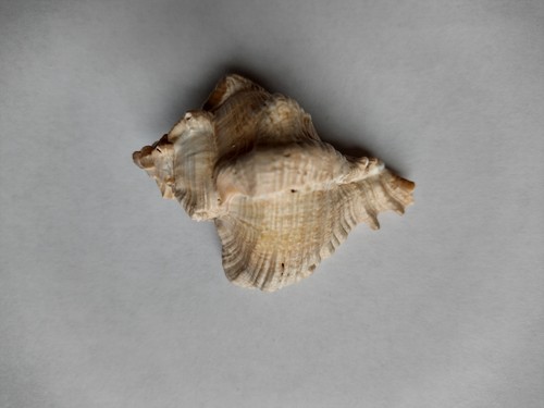 Stachelschnecke murex ramosus - stachelschnecke,
