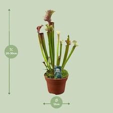 Sarracenia Judith Hindle