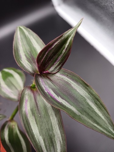 Tradescantia tikal große - tradescantia,