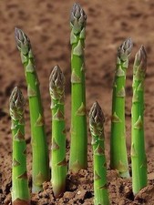 Grünspargel spargel rhizome - spargel,