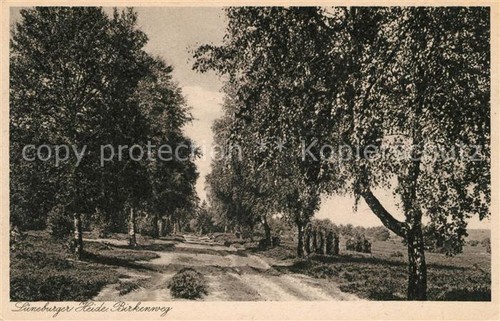 Lueneburger heide birkenweg - heide,