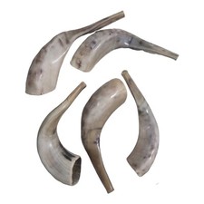Poliertes koscheres Shofar Widder Horn 14-16 Zoll | Handgefertigt in Israel |...