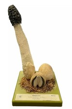 Vintage Lehrmodell Pilz Handgemalt Kunstoff Ca. 1960/70 Stinkmorchel Somso