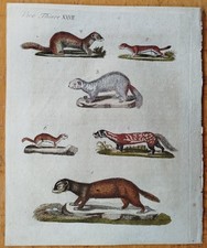 Wiesel Marder Biber etc.  - Bertuch 3 Kupferstiche - 1792