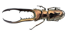 Lucanidae, Cyclommatus
