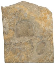 Präkambrium  Eurypterus tetragonophthalmus  Eurypterid  Ukraine  W102-1