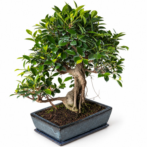 Zimmerbonsai ficus retusa - zimmerbonsai,