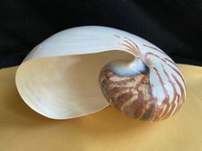Nautilus-Conch-Muschel Tiger-Kammer schöne Riesenmuschel Sammlerstück 18 x13,5cm