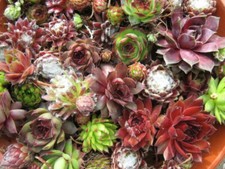 10 Sempervivum Rosetten Hauswurz (mit Namen ) Winterhart 10 verschiedene Sorten