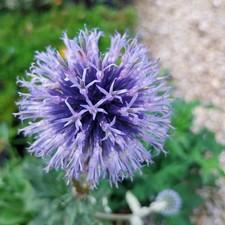 Kugeldistel blau Staude sonnig