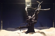 Schwarze Moorwurzel *24cm* /