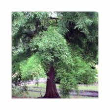 2x Taxodium distichum var
