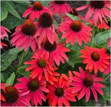 Echinacea purpurea lakota - 3,
