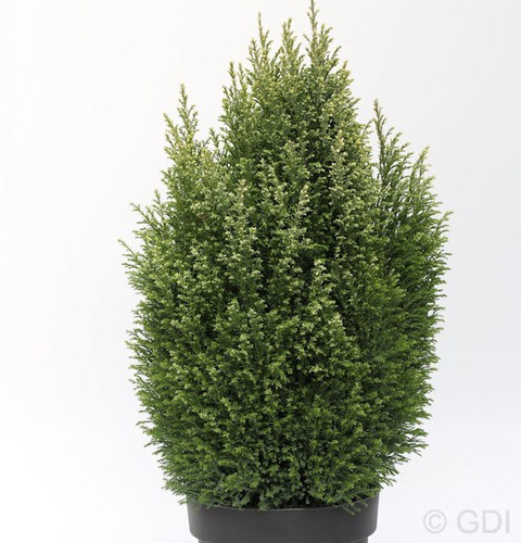 Gartenzypresse snow white - gartenzypresse, white®