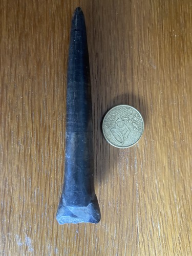 Fossilie donnerkeil - fossilie,