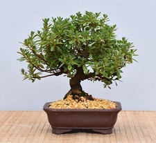 Bonsai Outdoor, Satsuki Azalee