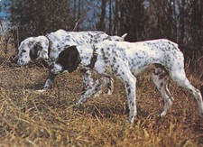Setter   &   Pointer    Englisch  Setter   POSTKARTE    Postcard     221