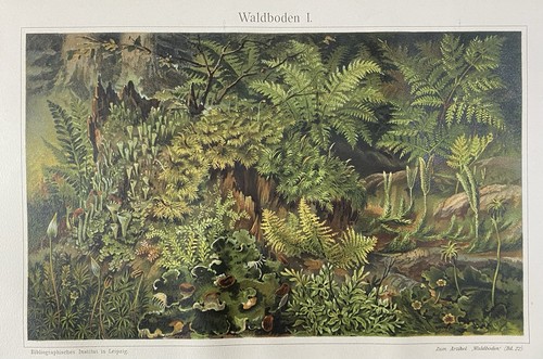 Originalgrafik flora - originalgrafik,