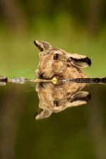 Wandbild: Feldhase - Lepus europaeus, Feldhase aus europäischen Wiesen, [...]