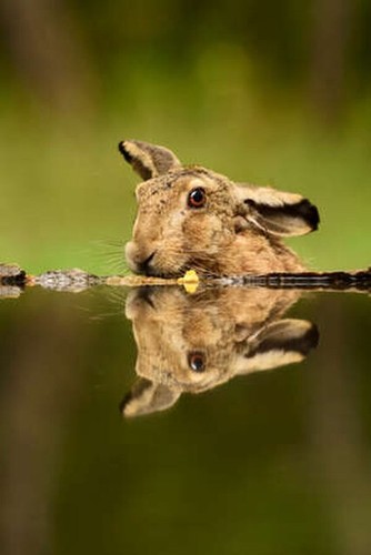Wandbild feldhase lepus - feldhase,