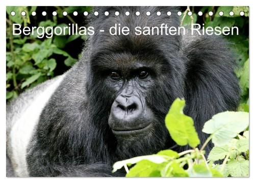 Berggorillas die sanften - berggorillas,