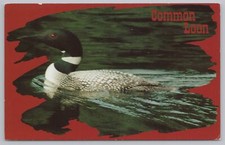 The Common Loon~aka Great