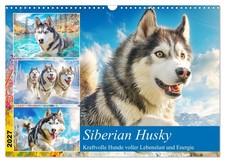 Siberian husky kraftvolle - siberian, husky.