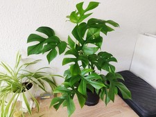 Monstera Minima (Rhaphidophora tetrasperma) - Jungpflanze Zwergmonstera #2