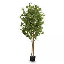 Maia Shop Eukalyptusbaum