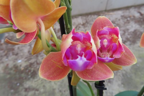 Orchidee phalaenopsis peloric - phalaenopsis,