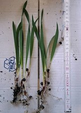 50 Sabal Minor Palmensämlinge