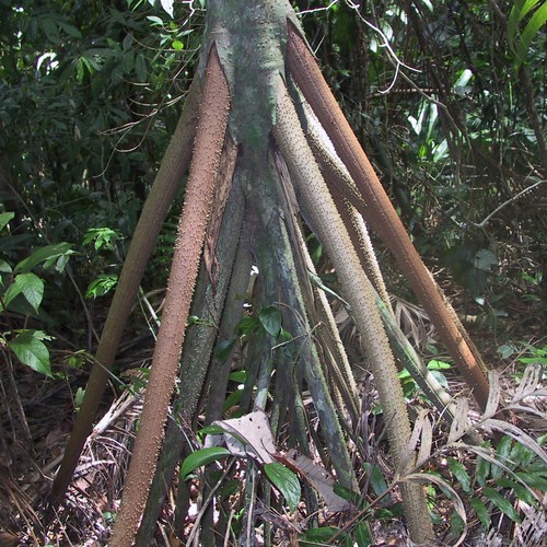 Walking palm socratea - palm, (socratea