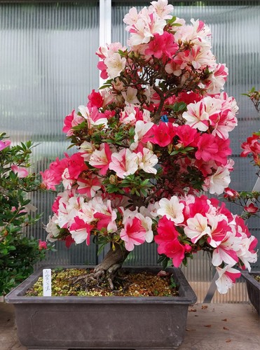 Bonsai jap satsuki azalee - -,