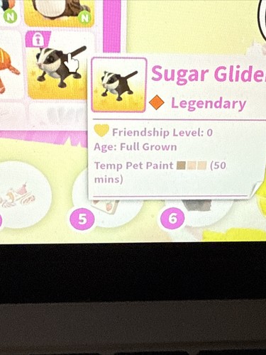 Sugar glider adopt now - glider,