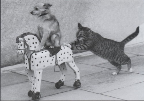 Postkarte hund und katze - und,
