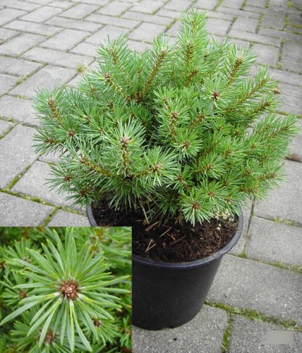 Pinus sylvestris hüppstel - pinus,
