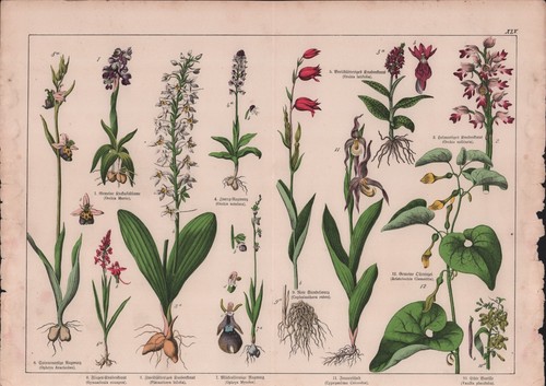 Chromo lithografie 1887 - chromo-lithografie,