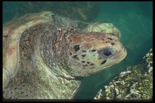 068038 Meeresschildkröte