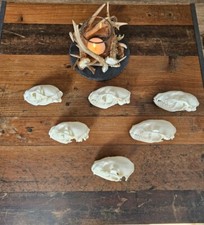 Echter Waschbär  Schädel