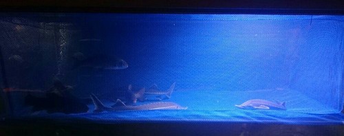 Fisch-Gehege
