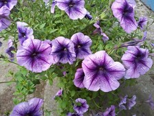 Petunien petunia - nr.17,