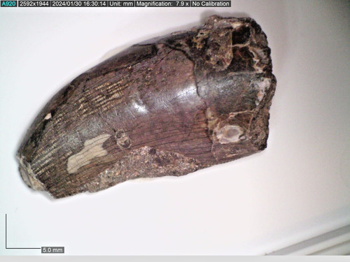 Rar jura megalosauride fossil - rar,
