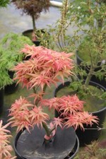 80002701 Acer palmatum 'Japanese Princess rosa Bonsaibaum 3 Samen